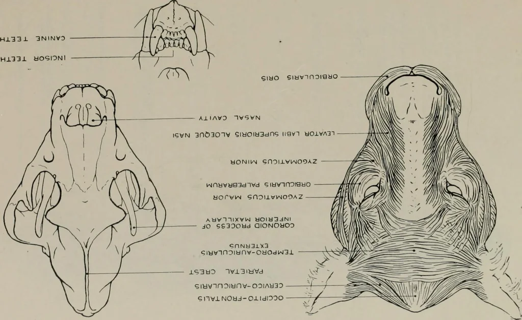 An illustration from Modelling; a guide for teachers and students, 1902, leaf 195