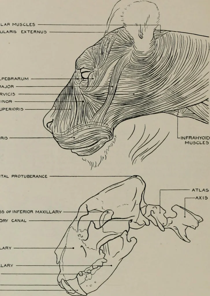 An illustration from Modelling; a guide for teachers and students, 1902, leaf 197