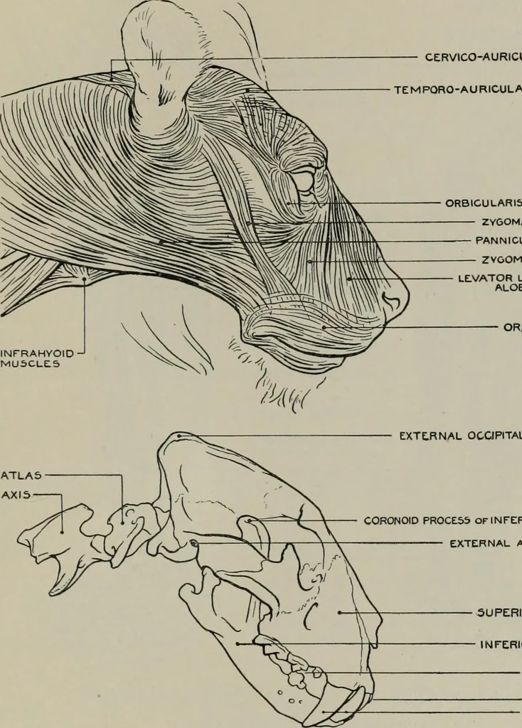 An illustration from Modelling; a guide for teachers and students, 1902, leaf 198