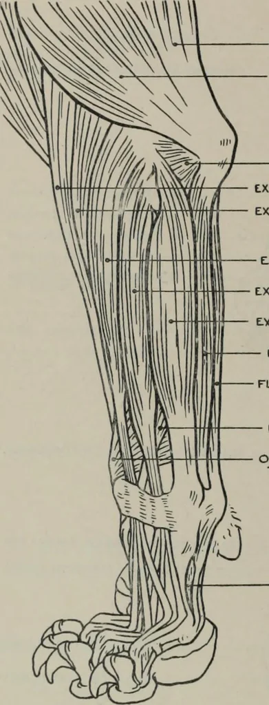 An illustration from Modelling; a guide for teachers and students, 1902, leaf 199