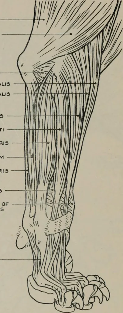 An illustration from Modelling; a guide for teachers and students, 1902, leaf 199