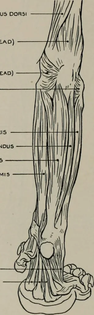 An illustration from Modelling; a guide for teachers and students, 1902, leaf 201