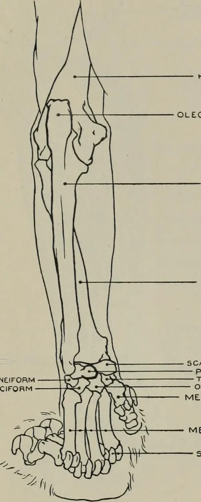 An illustration from Modelling; a guide for teachers and students, 1902, leaf 202