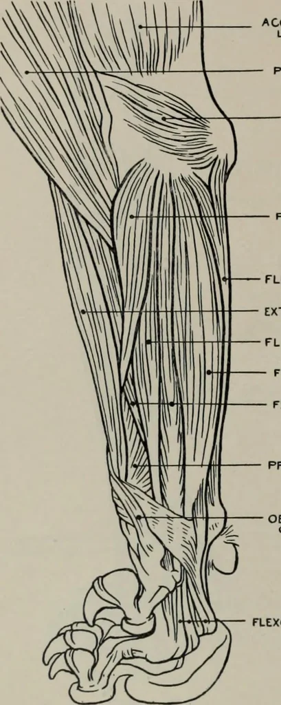 An illustration from Modelling; a guide for teachers and students, 1902, leaf 203