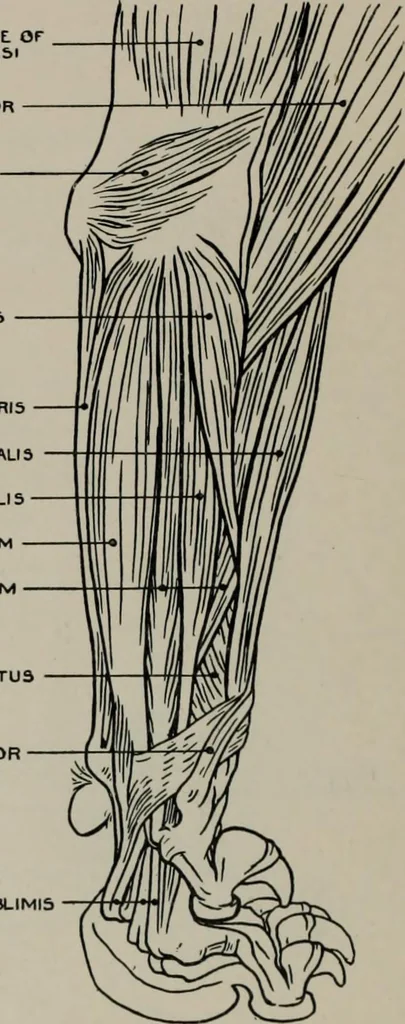 An illustration from Modelling; a guide for teachers and students, 1902, leaf 203