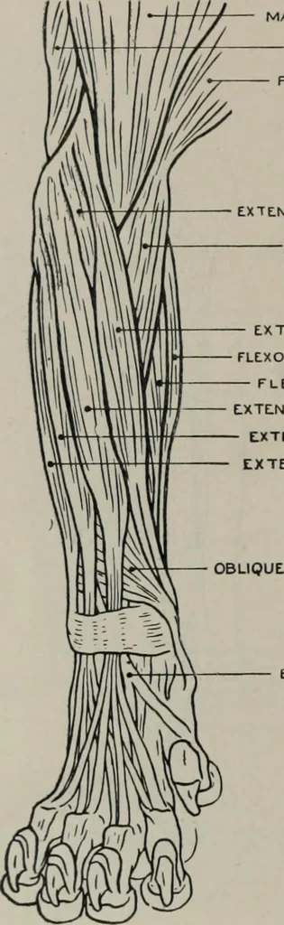 An illustration from Modelling; a guide for teachers and students, 1902, leaf 205