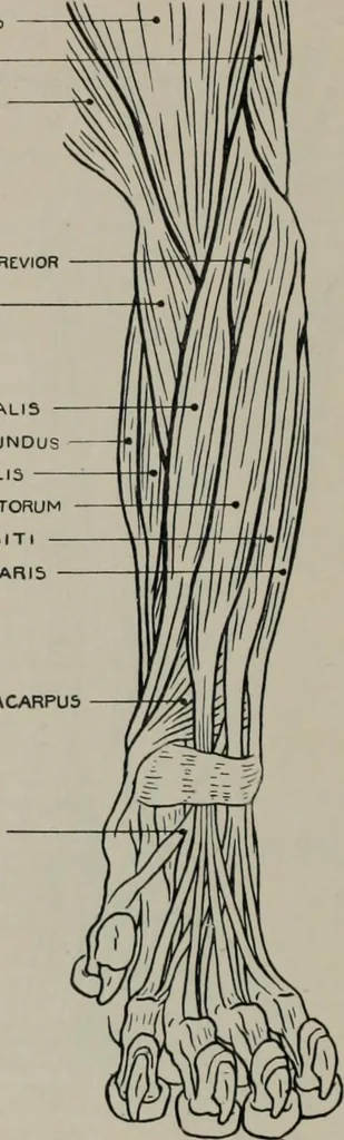 An illustration from Modelling; a guide for teachers and students, 1902, leaf 205