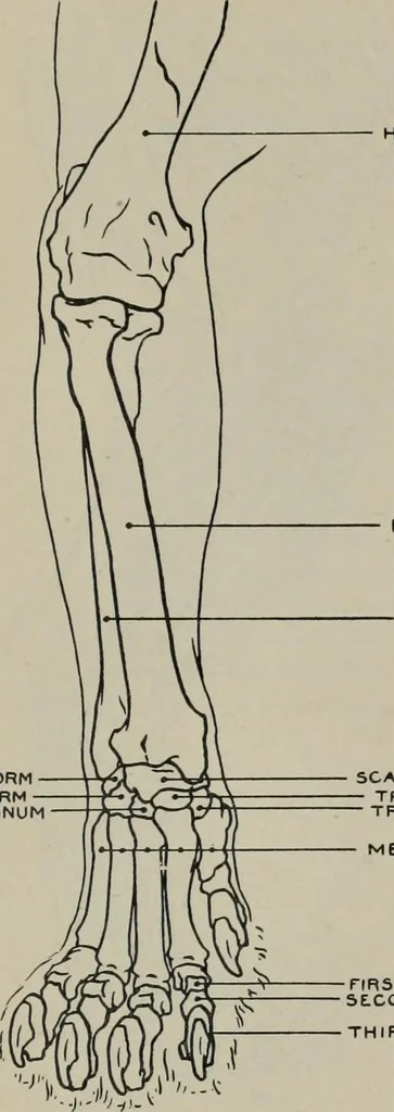 An illustration from Modelling; a guide for teachers and students, 1902, leaf 206