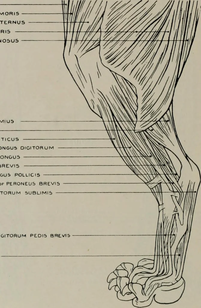 An illustration from Modelling; a guide for teachers and students, 1902, leaf 207