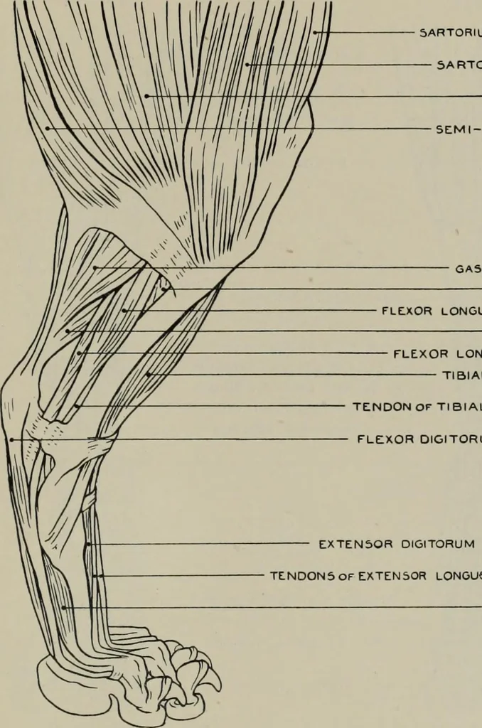 An illustration from Modelling; a guide for teachers and students, 1902, leaf 212