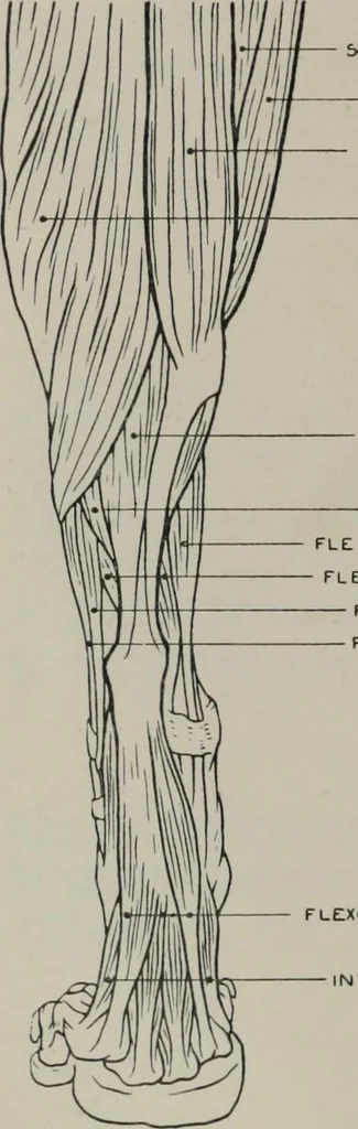 An illustration from Modelling; a guide for teachers and students, 1902, leaf 213