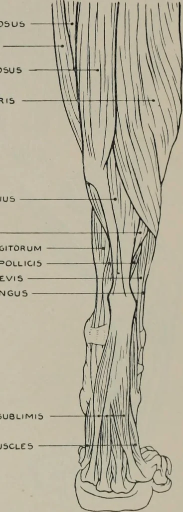 An illustration from Modelling; a guide for teachers and students, 1902, leaf 213