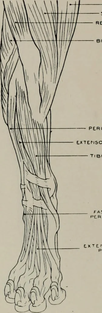 An illustration from Modelling; a guide for teachers and students, 1902, leaf 215