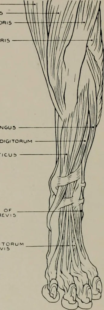 An illustration from Modelling; a guide for teachers and students, 1902, leaf 215