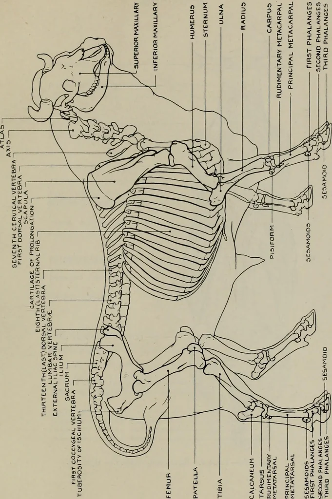 An illustration from Modelling; a guide for teachers and students, 1902, leaf 242