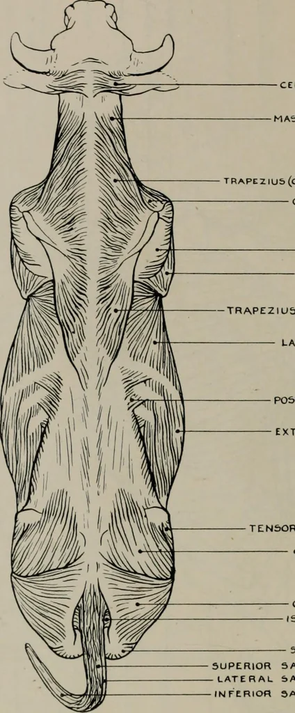 An illustration from Modelling; a guide for teachers and students, 1902, leaf 243