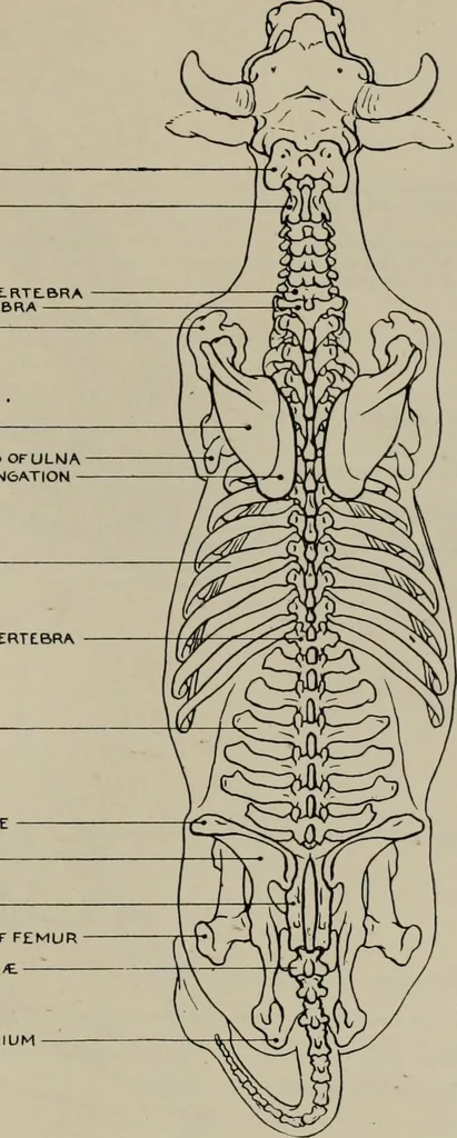 An illustration from Modelling; a guide for teachers and students, 1902, leaf 244
