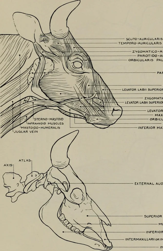 An illustration from Modelling; a guide for teachers and students, 1902, leaf 246