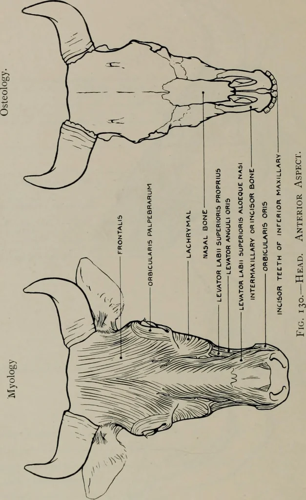 An illustration from Modelling; a guide for teachers and students, 1902, leaf 247