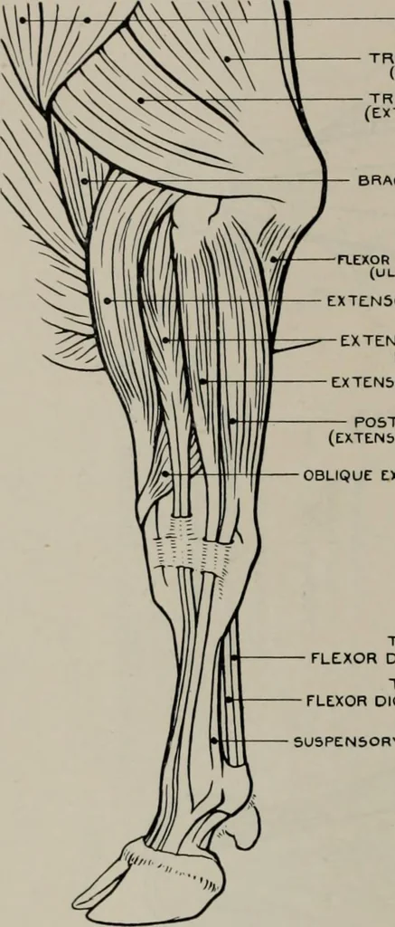 An illustration from Modelling; a guide for teachers and students, 1902, leaf 249