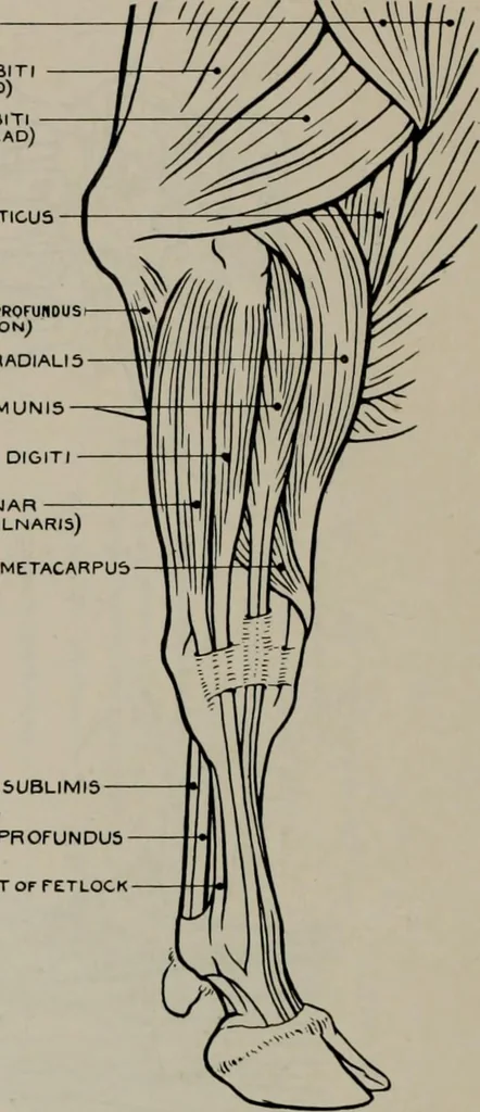 An illustration from Modelling; a guide for teachers and students, 1902, leaf 249