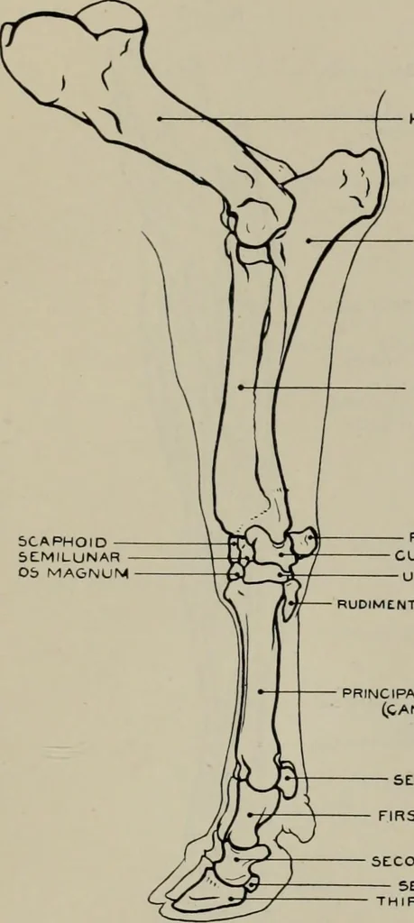 An illustration from Modelling; a guide for teachers and students, 1902, leaf 250