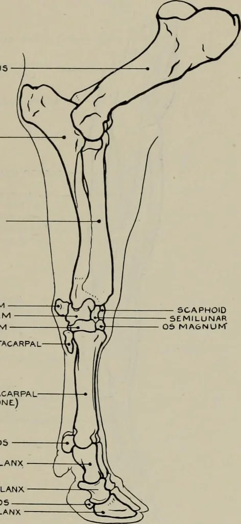 An illustration from Modelling; a guide for teachers and students, 1902, leaf 250