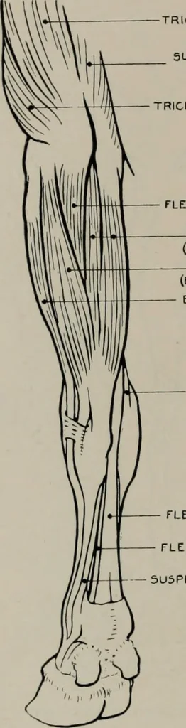 An illustration from Modelling; a guide for teachers and students, 1902, leaf 251