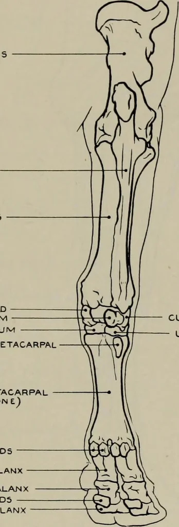 An illustration from Modelling; a guide for teachers and students, 1902, leaf 252