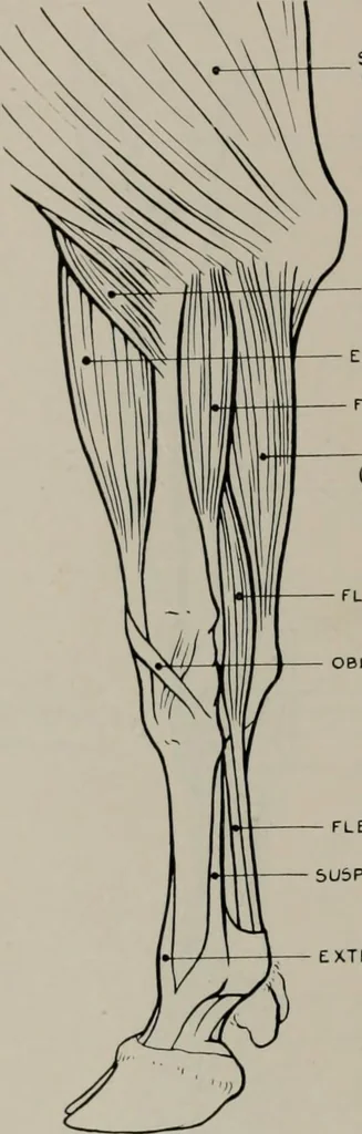 An illustration from Modelling; a guide for teachers and students, 1902, leaf 253