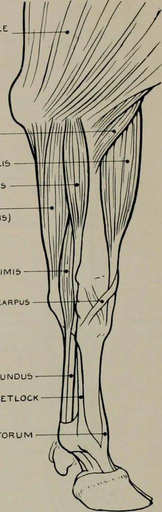 An illustration from Modelling; a guide for teachers and students, 1902, leaf 253