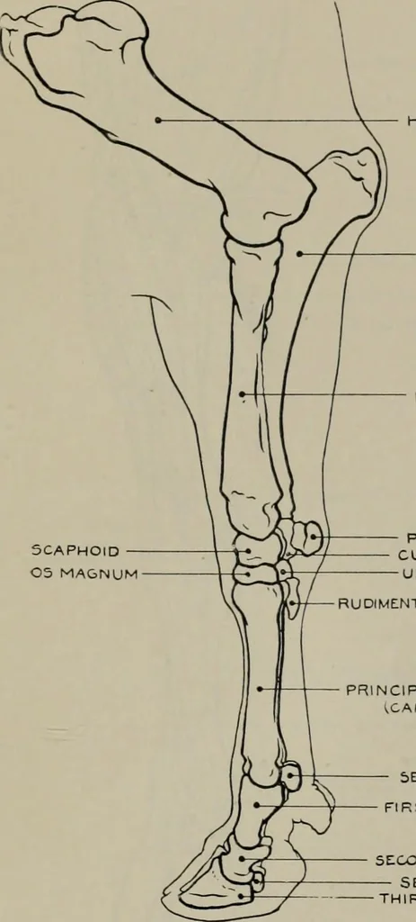 An illustration from Modelling; a guide for teachers and students, 1902, leaf 254