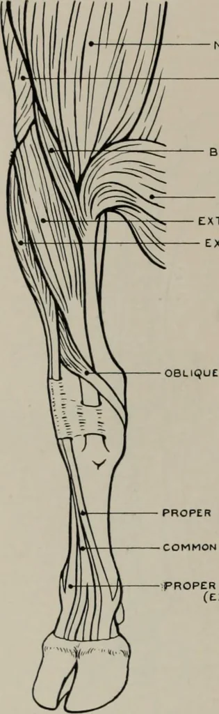An illustration from Modelling; a guide for teachers and students, 1902, leaf 255