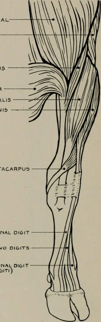 An illustration from Modelling; a guide for teachers and students, 1902, leaf 255