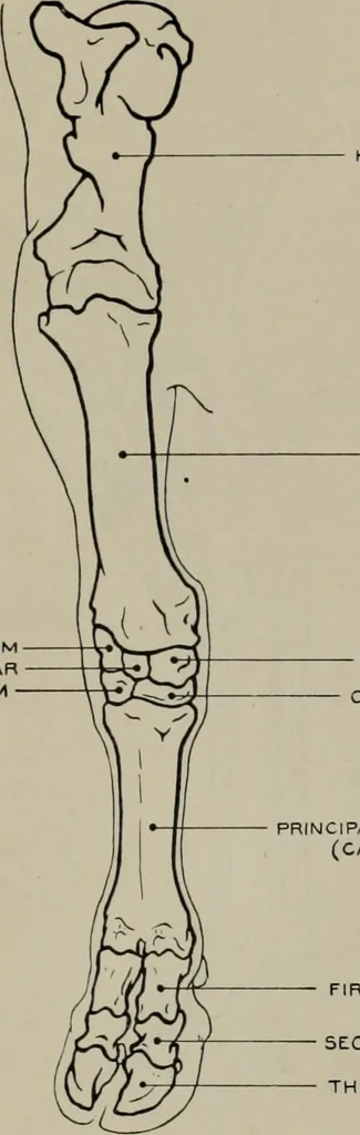 An illustration from Modelling; a guide for teachers and students, 1902, leaf 256