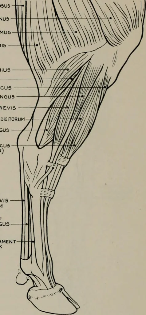 An illustration from Modelling; a guide for teachers and students, 1902, leaf 257