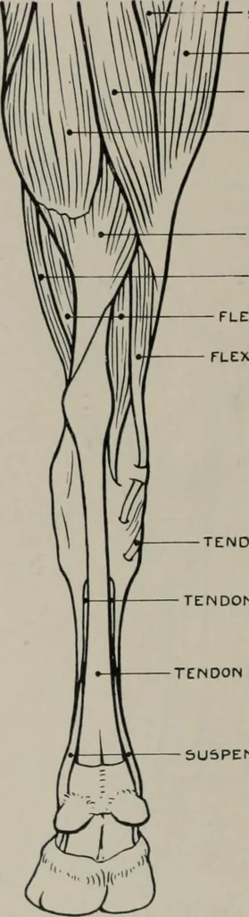 An illustration from Modelling; a guide for teachers and students, 1902, leaf 259