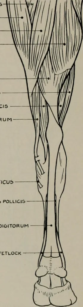 An illustration from Modelling; a guide for teachers and students, 1902, leaf 259