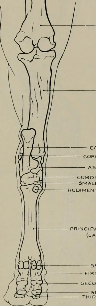 An illustration from Modelling; a guide for teachers and students, 1902, leaf 260
