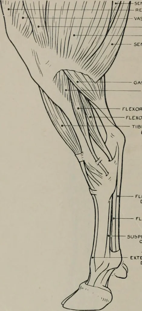 An illustration from Modelling; a guide for teachers and students, 1902, leaf 261