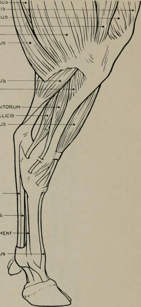 An illustration from Modelling; a guide for teachers and students, 1902, leaf 261