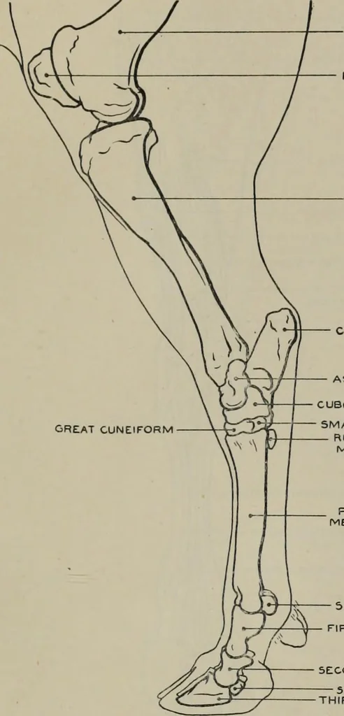 An illustration from Modelling; a guide for teachers and students, 1902, leaf 262