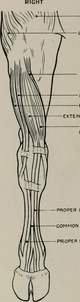 An illustration from Modelling; a guide for teachers and students, 1902, leaf 263