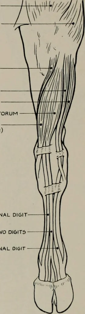 An illustration from Modelling; a guide for teachers and students, 1902, leaf 263