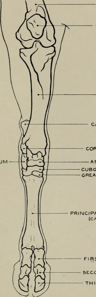 An illustration from Modelling; a guide for teachers and students, 1902, leaf 264