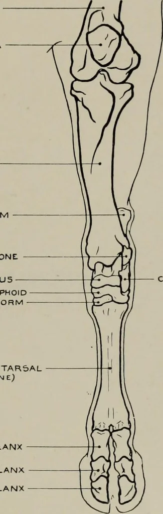 An illustration from Modelling; a guide for teachers and students, 1902, leaf 264