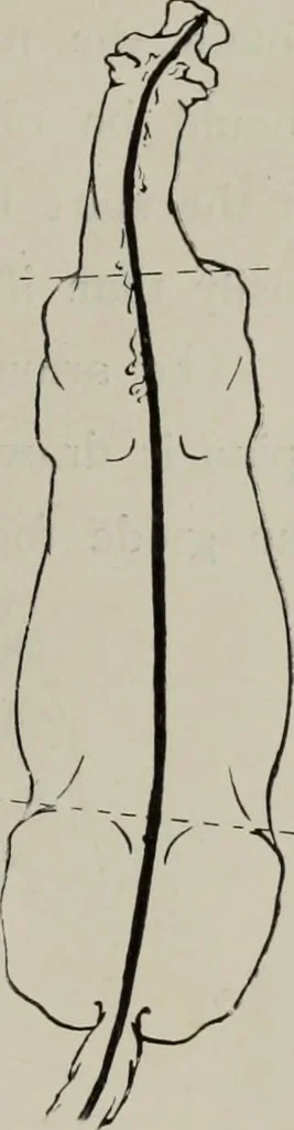 An illustration from Modelling; a guide for teachers and students, 1902, leaf 34