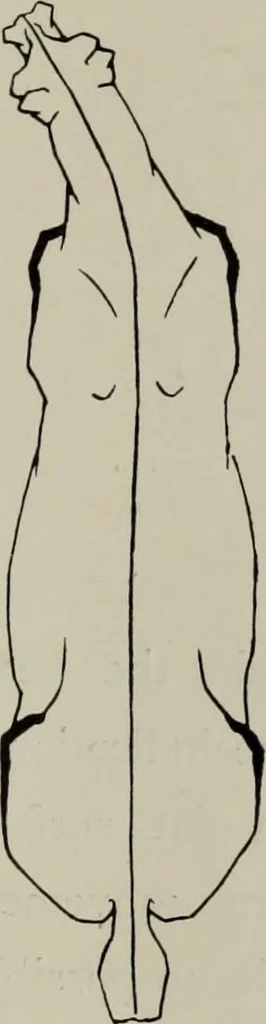 An illustration from Modelling; a guide for teachers and students, 1902, leaf 36