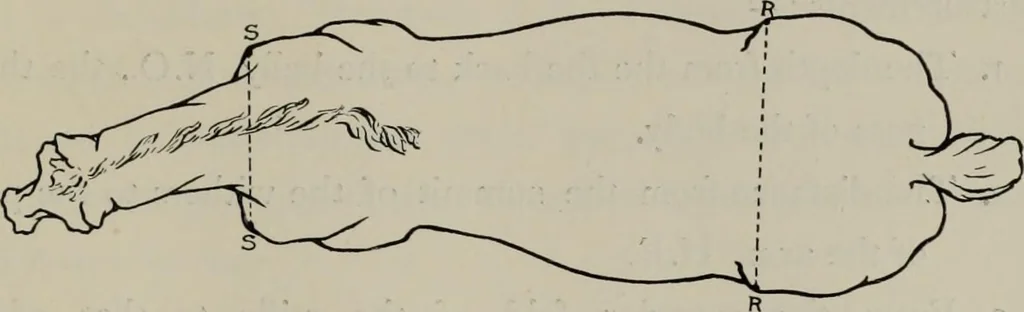 An illustration from Modelling; a guide for teachers and students, 1902, leaf 44