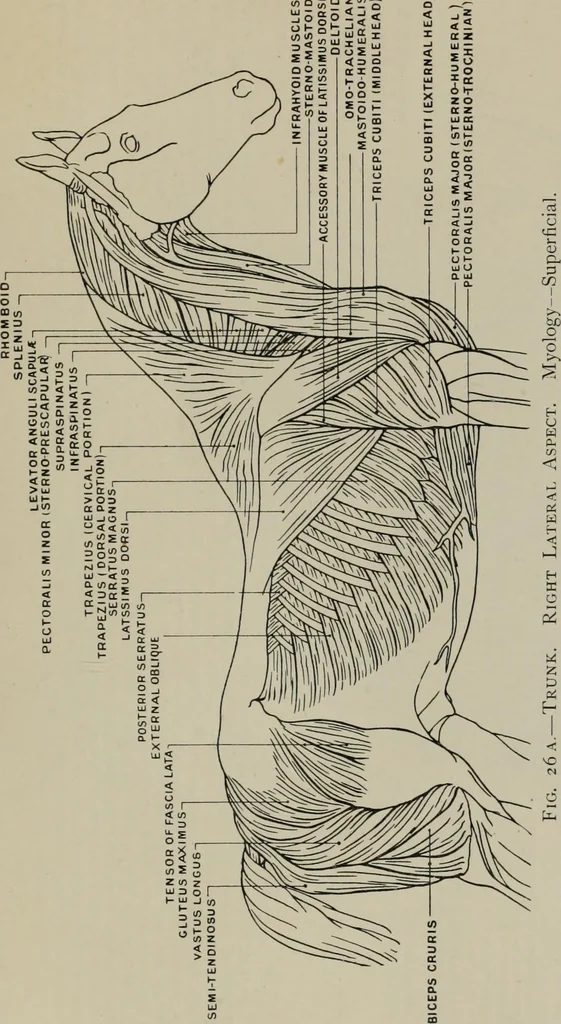 An illustration from Modelling; a guide for teachers and students, 1902, leaf 60
